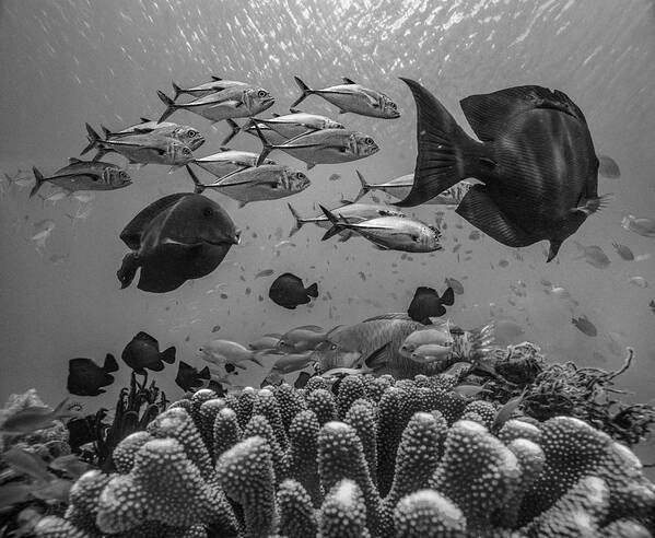 Disk1215 Art Print featuring the photograph Coral Reef Diversity by Tim Fitzharris