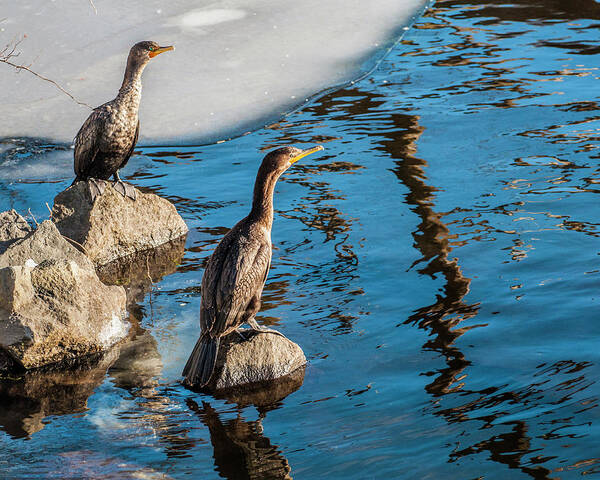 Birds Art Print featuring the photograph Cormorants On The Rocks by Cathy Kovarik