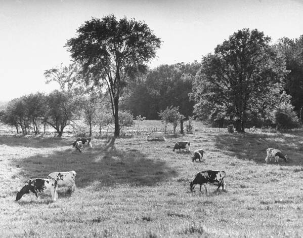 Archival Art Print featuring the photograph Cows Grazing by Frank Scherschel