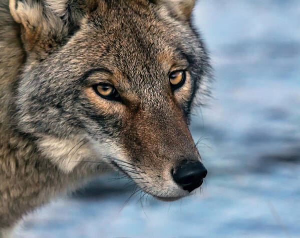 Coyote Art Print featuring the photograph Coyote 2 by Rick Mosher
