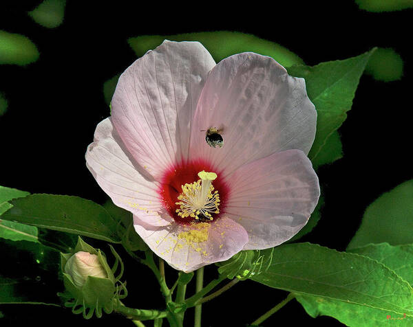 Nature Art Print featuring the photograph Crimson-eyed Rosemallow with Bumblebee DSMF0149 by Gerry Gantt
