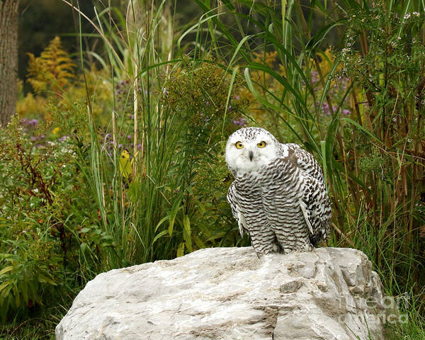 Snowy Owls Art Print featuring the photograph Curious Snowy Owl by Heather King