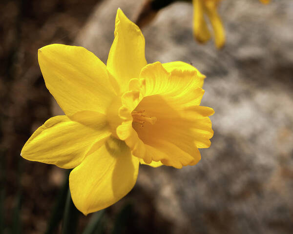 Daffodil Art Print featuring the photograph Daffodil by Dorothy Cunningham