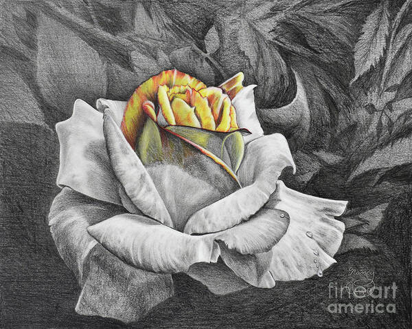 Rose Art Print featuring the drawing Dawn by Nancy Cupp