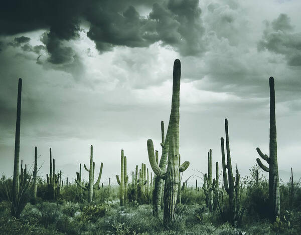 Saguaro Art Print featuring the photograph Desert Storm in Arizona by Kevin Schwalbe