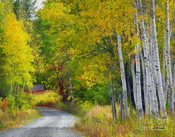 Country Road Art Print featuring the photograph Birch Lane by Carol Randall