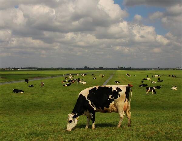 Grass Art Print featuring the photograph Dutch Cows by Mieneke Andeweg-van Rijn