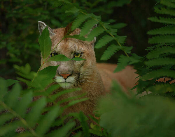 Cougar Art Print featuring the photograph Eyes Of The Forest Ghost by Galloimages Online