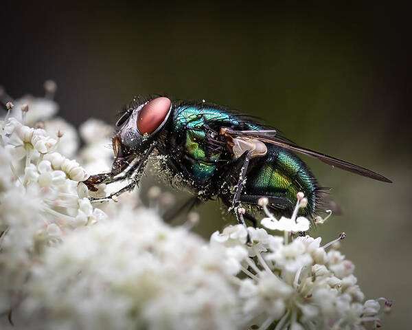 Insect Art Print featuring the photograph Feasting On Flowers by Ulrike Leinemann