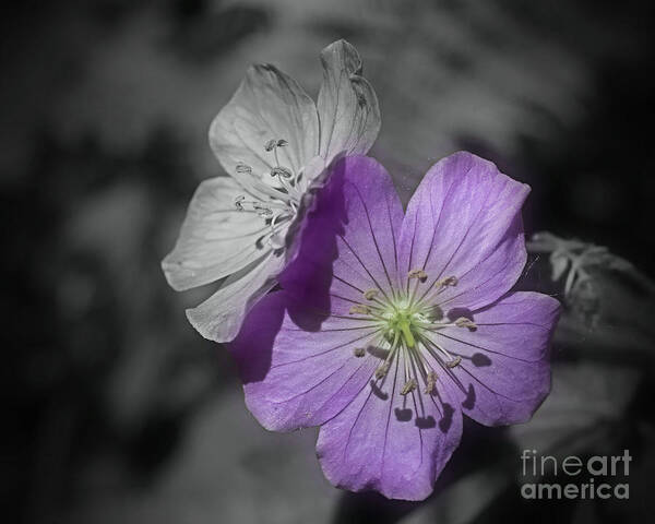 Geranium Art Print featuring the photograph Flower Friends In Black And White by Smilin Eyes Treasures