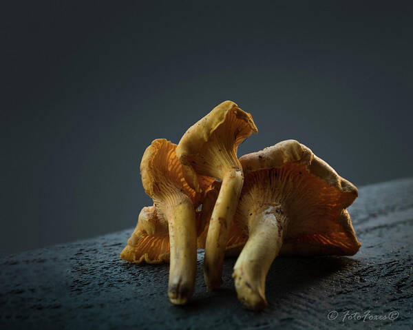 Fotofoxes Art Print featuring the photograph Golden Chanterelle Mushroom by Alexander Fedin