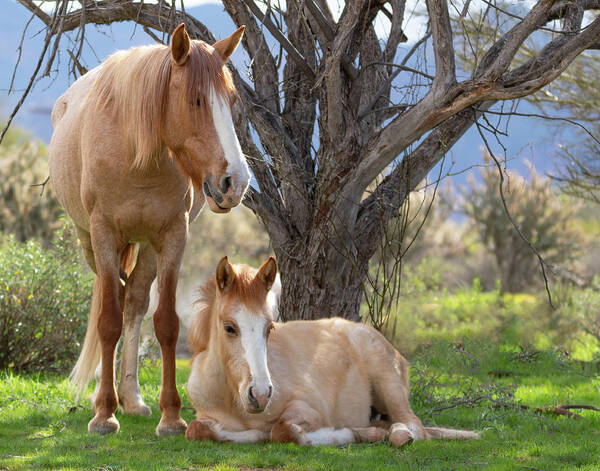 Wild Horses Art Print featuring the photograph Good mama by Mary Hone