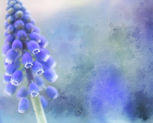 Hyacinth Art Print featuring the photograph Grape Hyacinth 3 by Rebecca Cozart