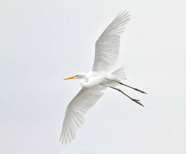 Animal Themes Art Print featuring the photograph Great Egret Taking Off by Bmse