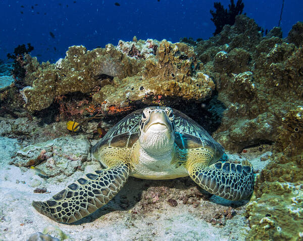 Underwater Art Print featuring the photograph Green Turtle by Roberto Marchegiani