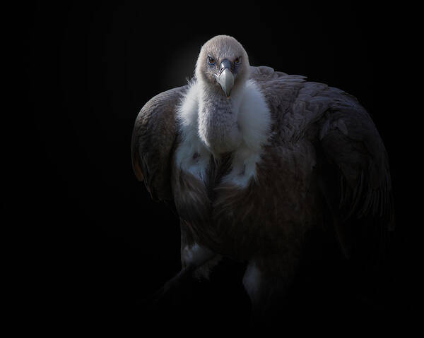 Vulture Art Print featuring the photograph Griffon Vulture by Kamera