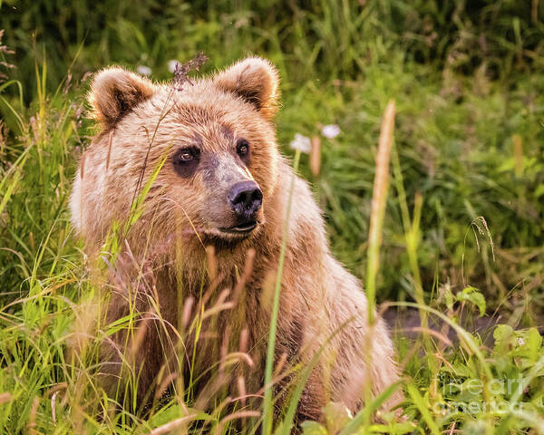 Bear Art Print featuring the photograph Grizzly bear cub by Lyl Dil Creations
