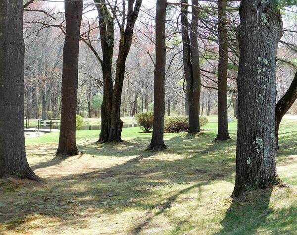 Grove Art Print featuring the photograph - Grove of trees by THERESA Nye
