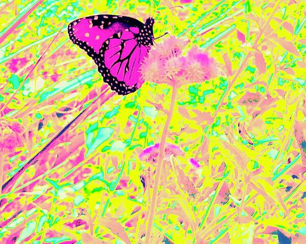 Butterfly Art Print featuring the photograph Hanging-on Too by Debra Grace Addison