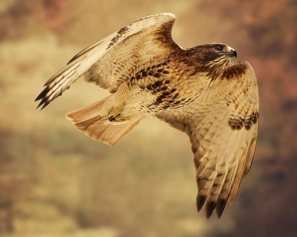 Animal Themes Art Print featuring the photograph Hawk by Jody Trappe Photography