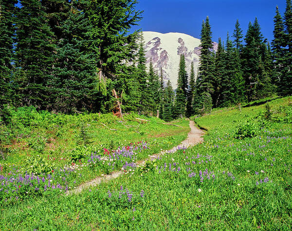 Photograph Art Print featuring the photograph Hiking Trail And Summer Wildflowers by Panoramic Images