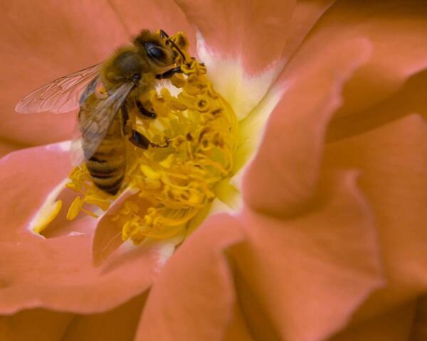 Macro Art Print featuring the photograph Honeybee on Peach by Susan Rydberg
