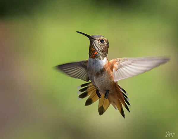Hummer Art Print featuring the photograph Hummingbird 6 by Endre Balogh