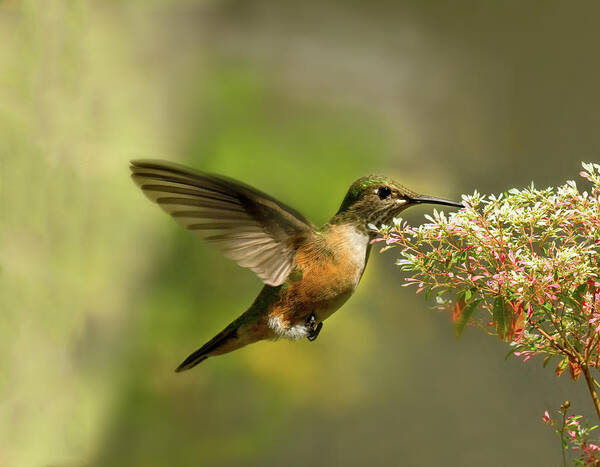 Animal Themes Art Print featuring the photograph Hummingbird In Flight Drinking From by Melinda Moore