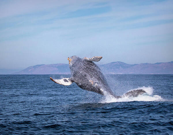 California Art Print featuring the photograph Humpback Breaching - 03 by Cheryl Strahl