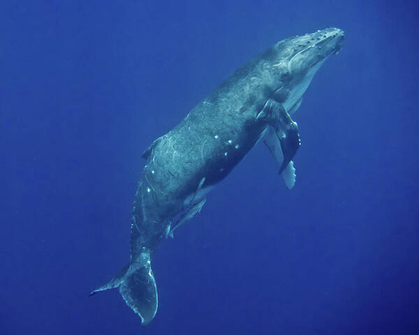 Underwater Art Print featuring the photograph Humpback Whale Megaptera Novaeangliae by Toby C.