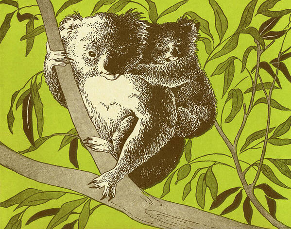 Australia Art Print featuring the drawing Koala Bears in Tree by CSA Images