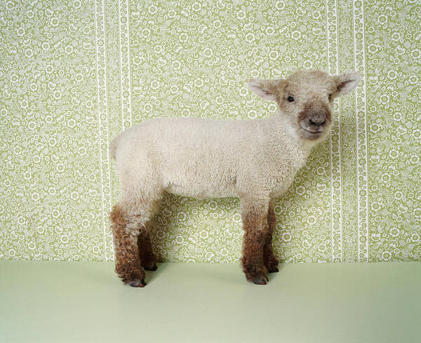 Animal Themes Art Print featuring the photograph Lamb Standing Indoors, And Floral by Digital Vision.