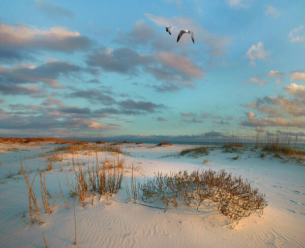 00546364 Art Print featuring the photograph Laughing Gulls, Gulf Islands National Seashore, Florida by Tim Fitzharris