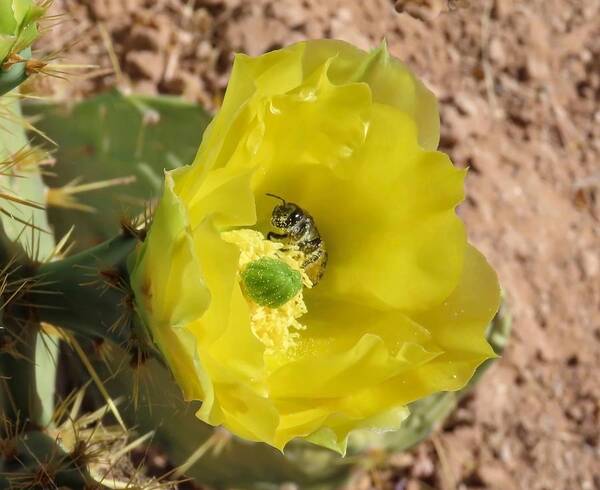 Arizona Art Print featuring the photograph Leaf-Cutter Bee Bathing in Gold by Judy Kennedy