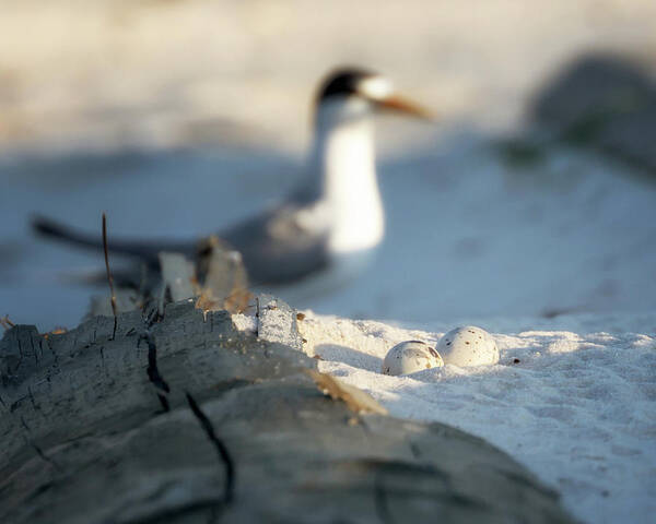 Least Tern Art Print featuring the photograph Least Tern Eggs by Susan Rissi Tregoning