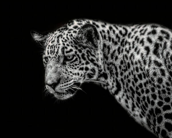  Leopard Art Print featuring the photograph Leopard Portrait by Bj S