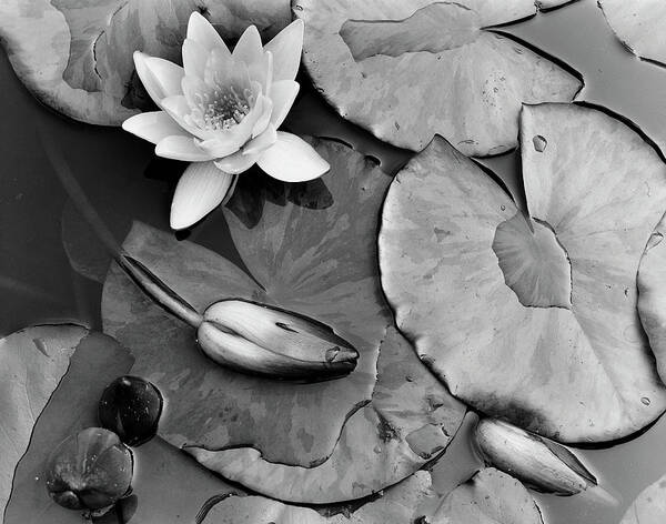 Outdoors Art Print featuring the photograph Lily Pads by Monte Nagler