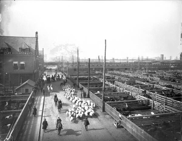 1910-1919 Art Print featuring the photograph Livestock Pens At The Stockyards by Chicago History Museum