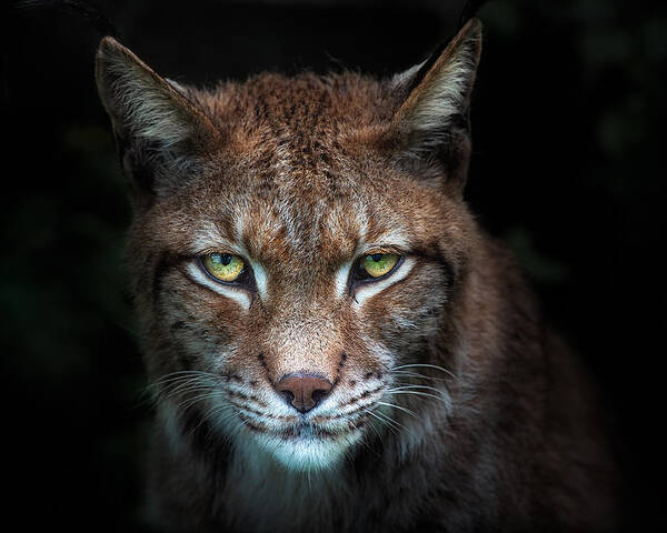 Bobcat Art Print featuring the photograph Lynx Gaze by Santiago Pascual Buye