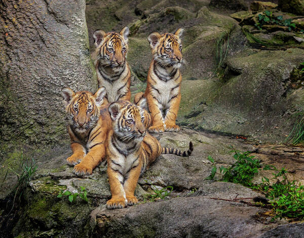 Malayan Tiger Cubs Oil Paint Art Print featuring the photograph Malayan Tiger Cubs Oil Paint by Galloimages Online