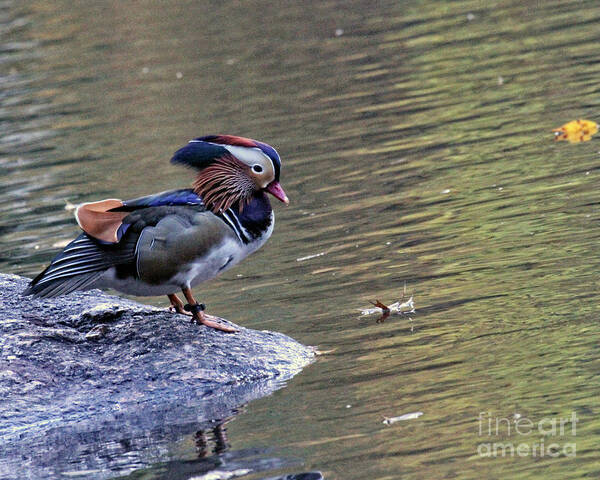 Mandarin Duck Art Print featuring the photograph Mandarin Duck 5 by Patricia Youngquist