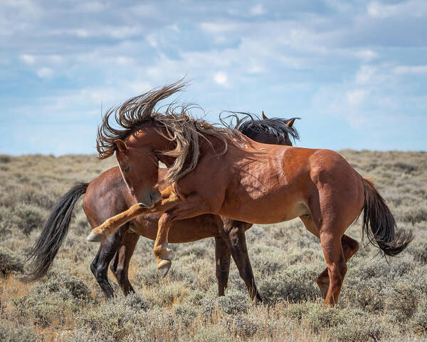 Wild Horses Art Print featuring the photograph Mane for days by Mary Hone