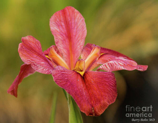 Flower Art Print featuring the photograph Maroon Iris by Barry Bohn