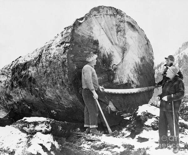 People Art Print featuring the photograph Men Cut Down Giant Douglas Fir Tree by Bettmann