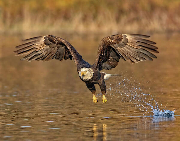 Bald Eagle Art Print featuring the photograph Missed It by Beth Sargent