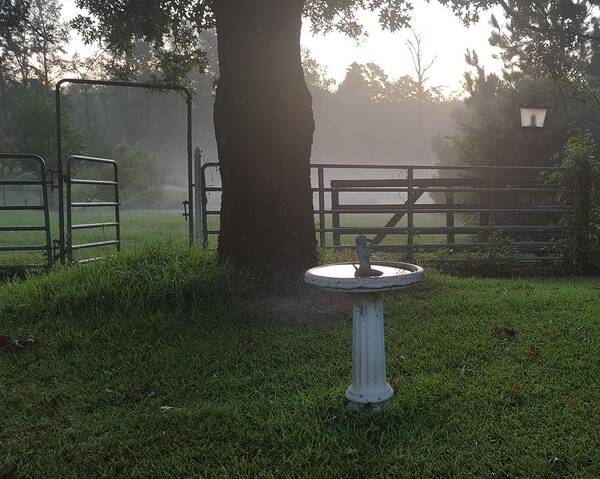 Country Mist Art Print featuring the photograph Mists And A Morning Bird Bath by Pamela Smale Williams