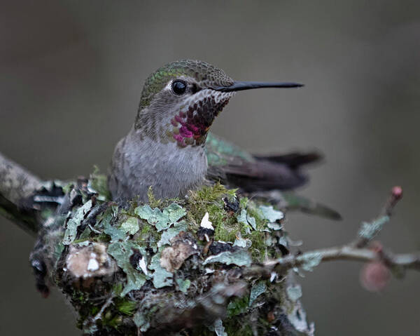 Anna's Hummingbird Art Print featuring the photograph Mom To Be by Randy Hall