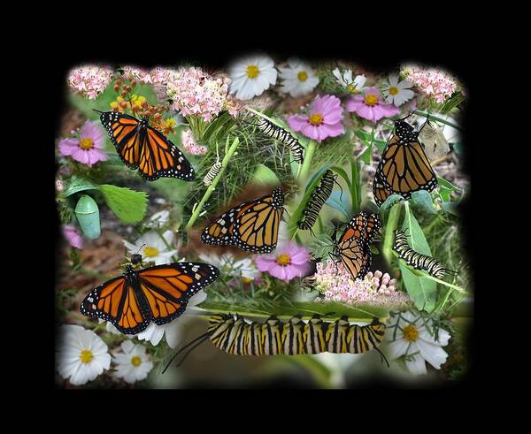 Monarch Art Print featuring the photograph Monarch Collage by Aimee L Maher ALM GALLERY