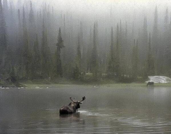 Idaho Art Print featuring the photograph Moose in the Mist Photograph by Kimberly Walker