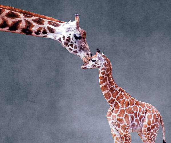 Giraffe Calf Art Print featuring the photograph Mothers Love On Textured Background by Photo By Steve Wilson
